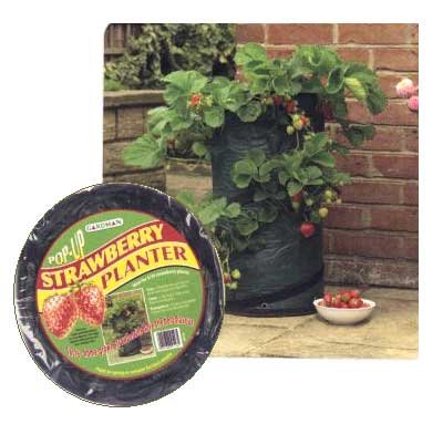 Growing Strawberries Tips