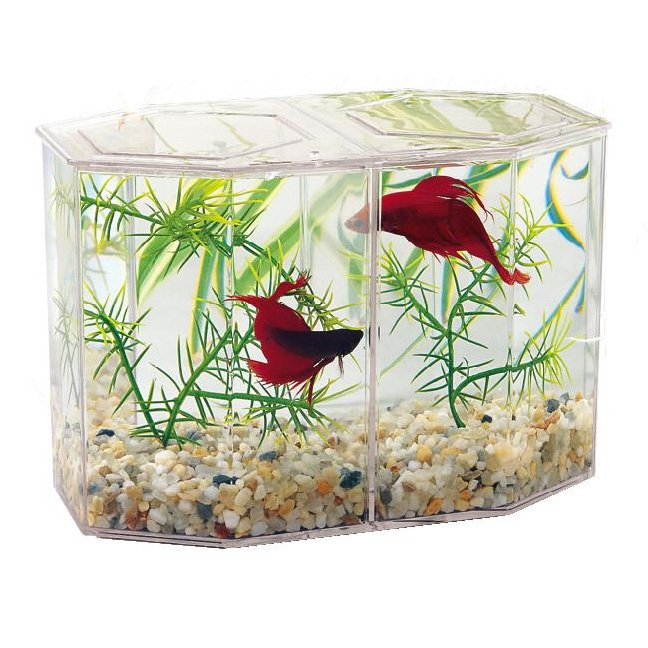 Dual Betta Hex with Gravel and Plant - Large Aquarium Supplies - GregRobert